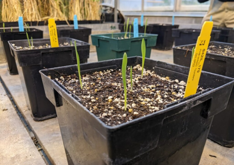 AMBA announces grant recipients