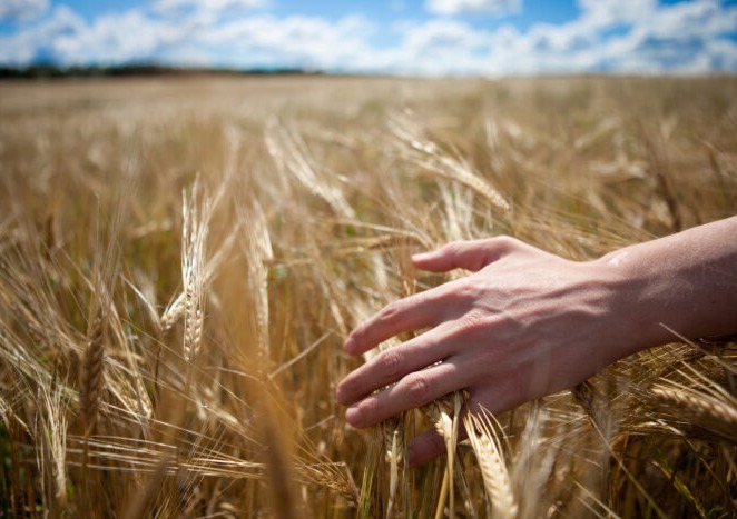 Barley production and stocks report released for 2022