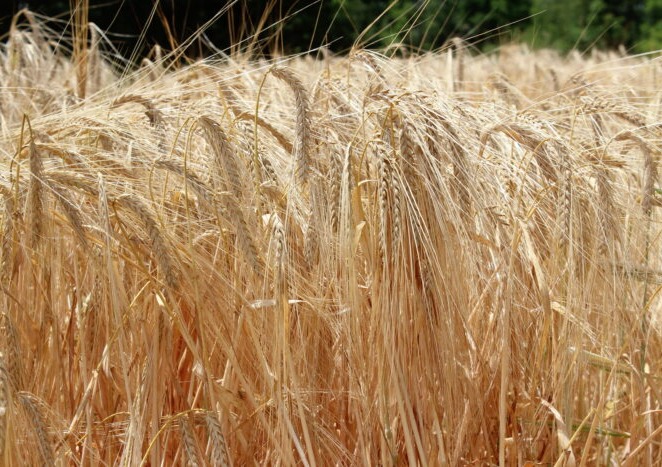 First barley production report of 2022 released