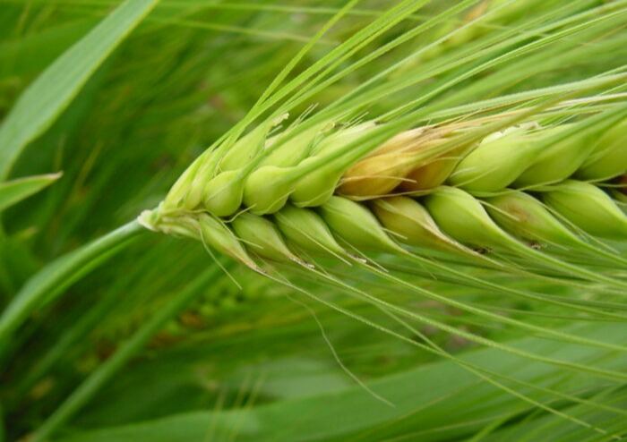 Potential for improved infrastructure at the Cereal Disease Lab gets support from U.S. Representative McCollum