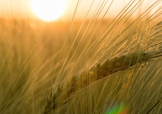 Golden Triangle Barley Update February 22 in Conrad, MT