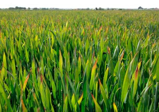 Barley Pest Initiative Targets