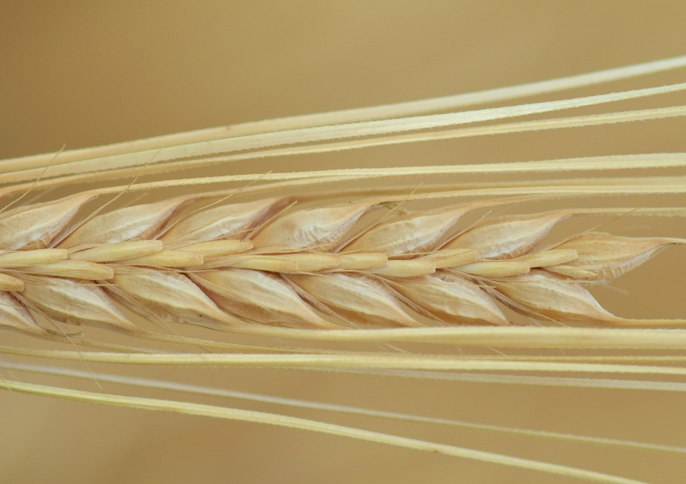 Barley Variety Identification Guide