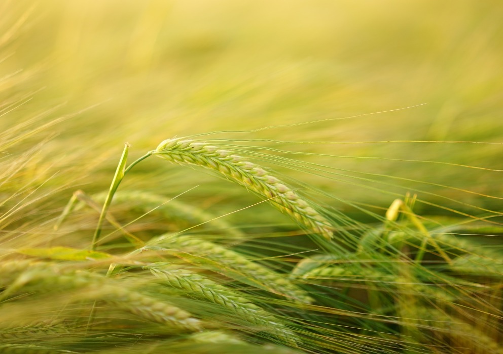 AMBA Guidelines for Malting Barley Breeders