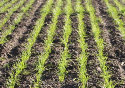 Barley Prospective Plantings and Stock Reports available for March 31, 2023