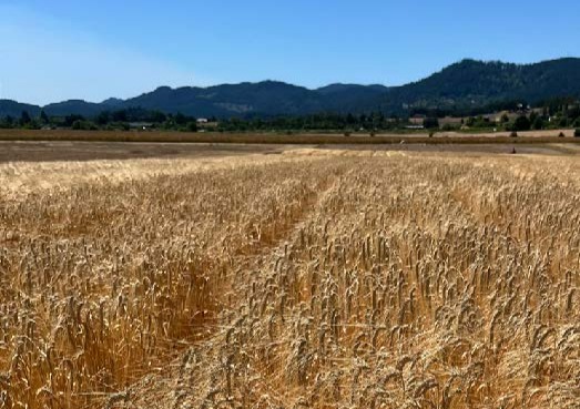 GN0 variety release from Oregon State featured in Artisan Spirit publication