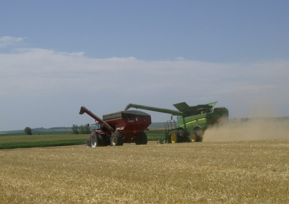 First barley production report from the 2024 crop