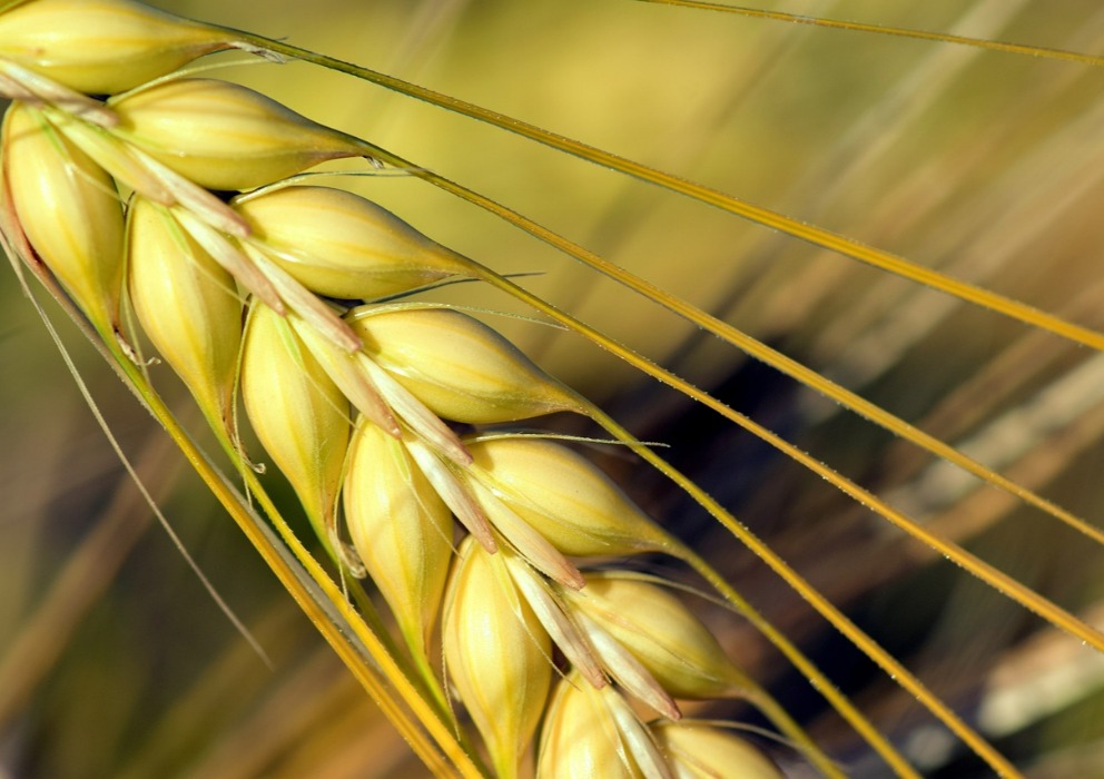 Barley Variety Survey Maps for 2024 now available to members