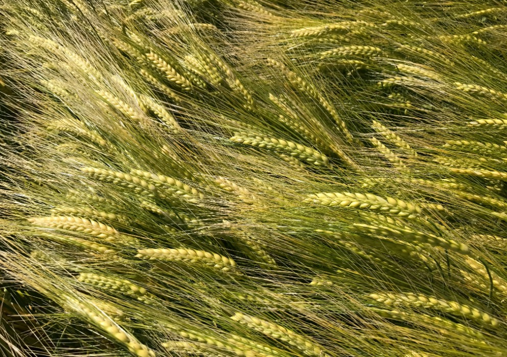 Presentation of lines eligible for Plant Scale Evaluation - 2024