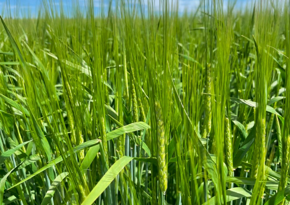 American Malting Barley Association releases recommended variety list with two additions and one removal
