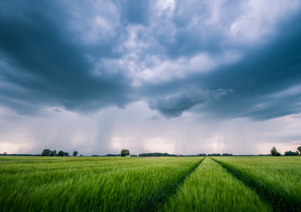 Record low barley acreage forecasted for 2025
