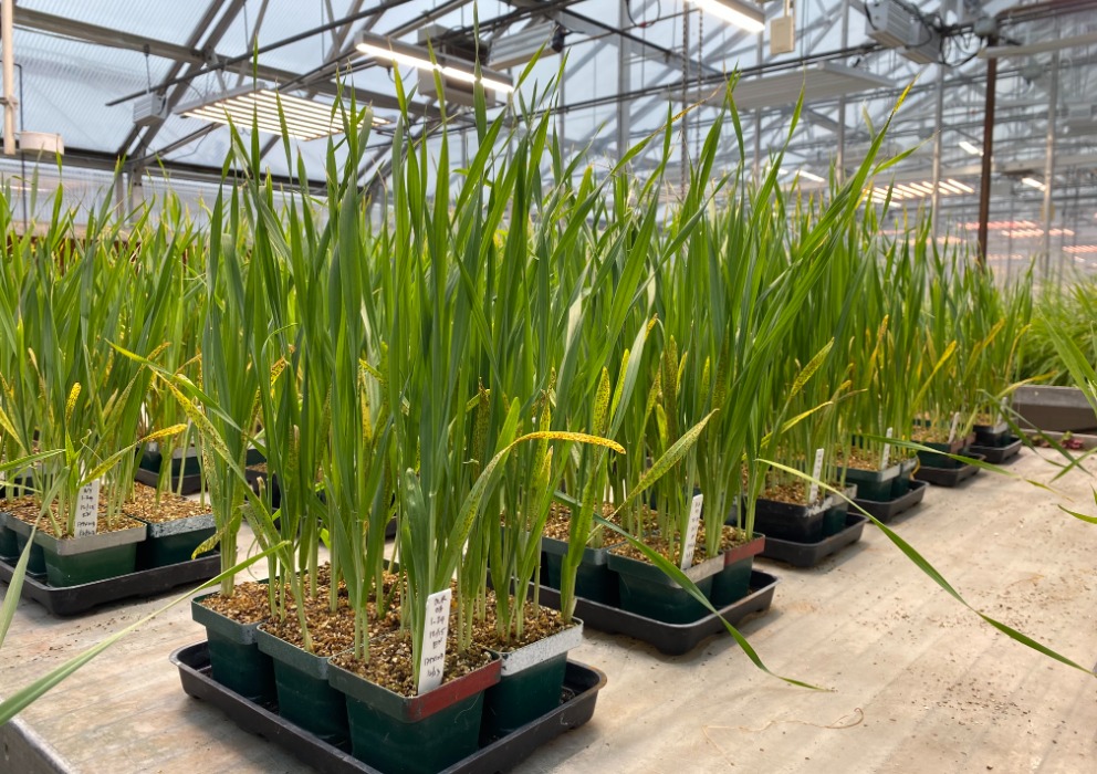 Update on federal barley research operations