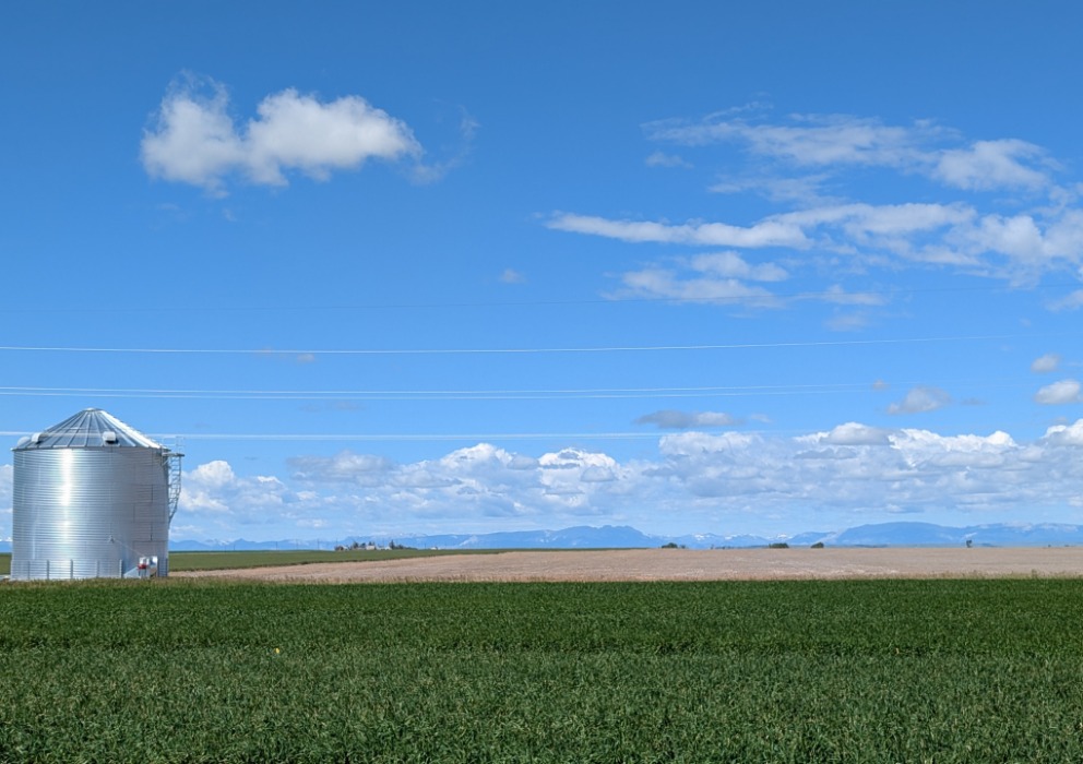 Barley acreage estimates up slightly from last year; notable 10% increase forecasted in Montana